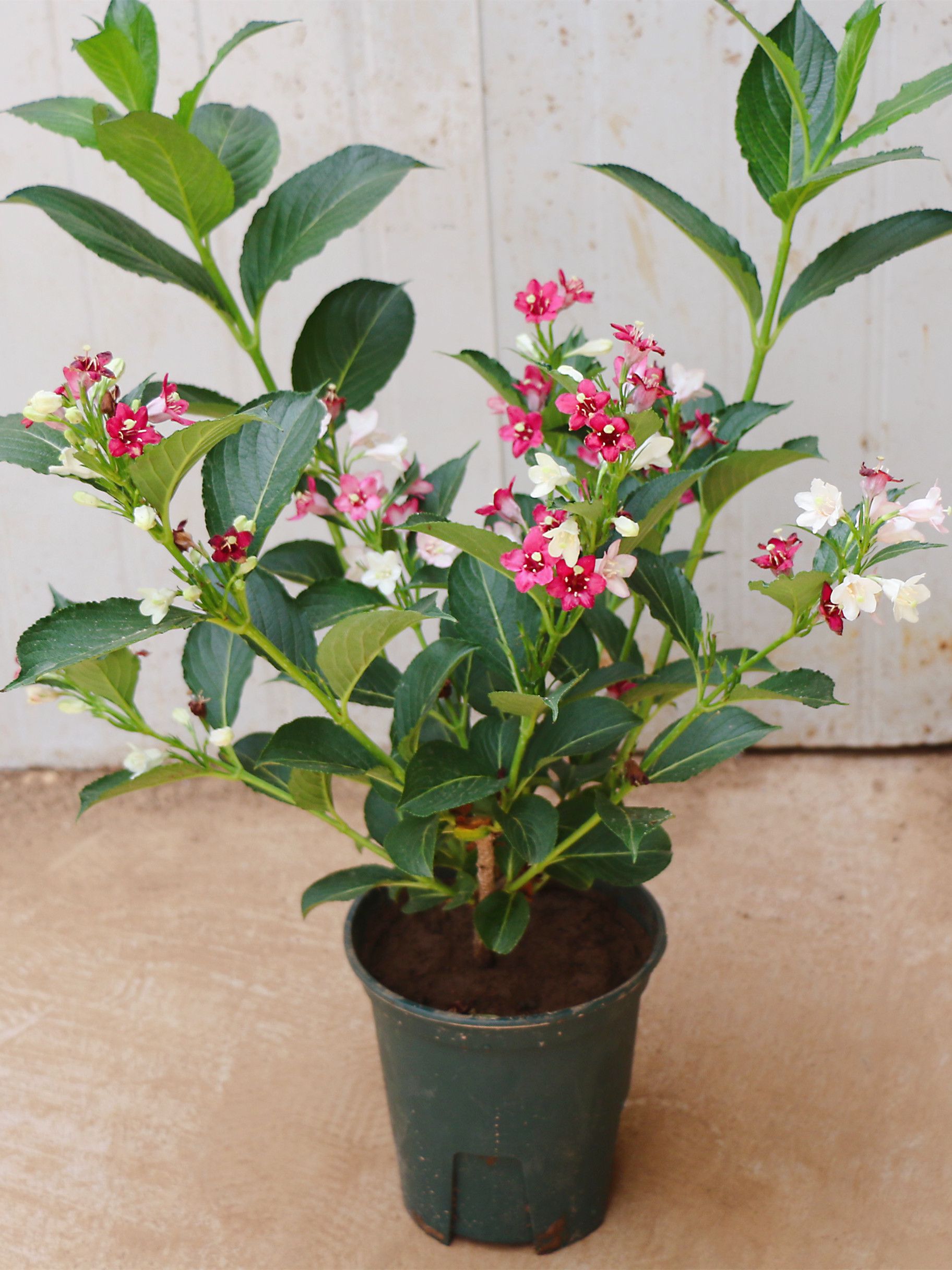 一物一拍五彩锦带花红王子锦带花基地直发室外耐寒植物四季可以栽