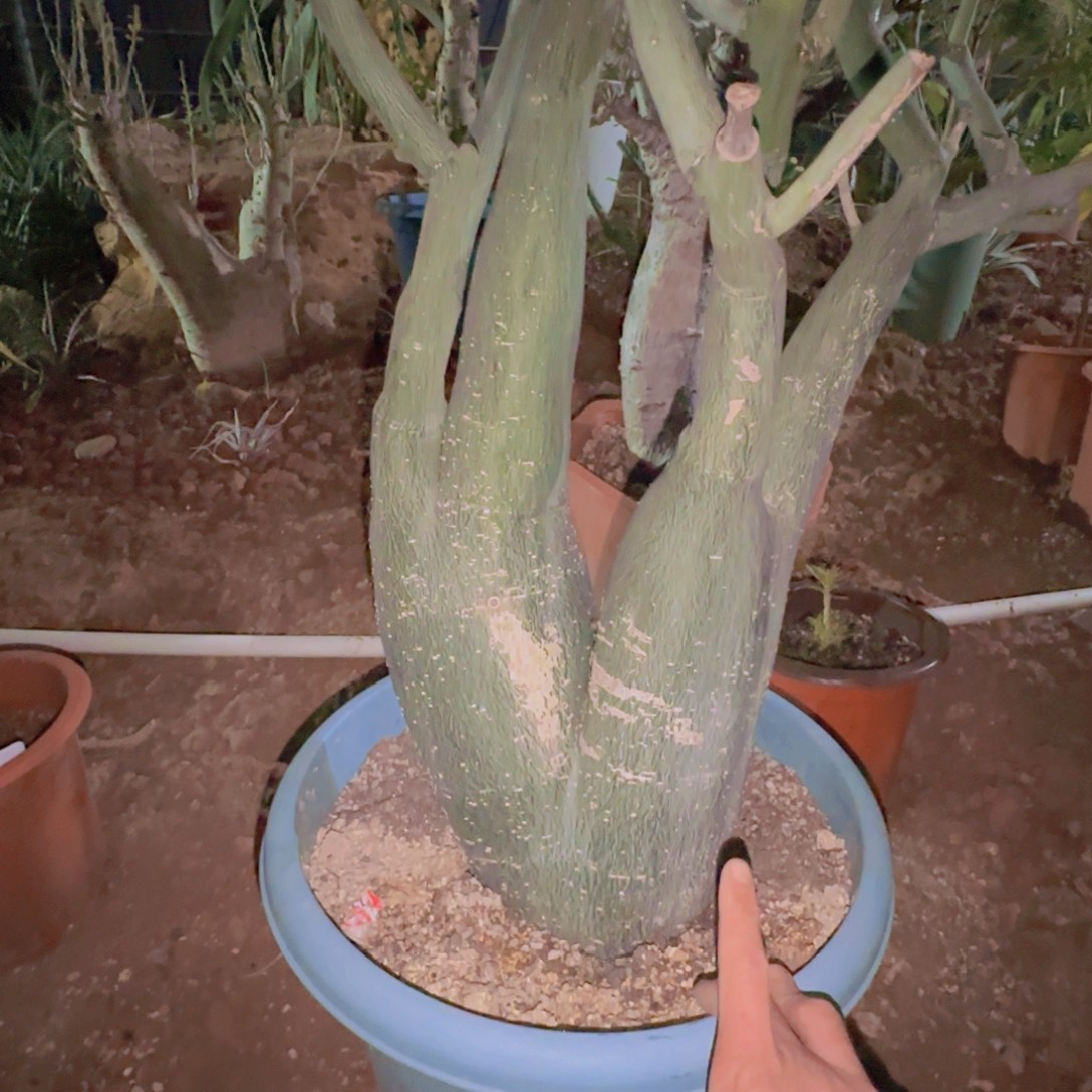 大***错块根植物块根植物