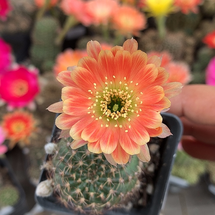 566 侧芽自根丽花5厘米盆群