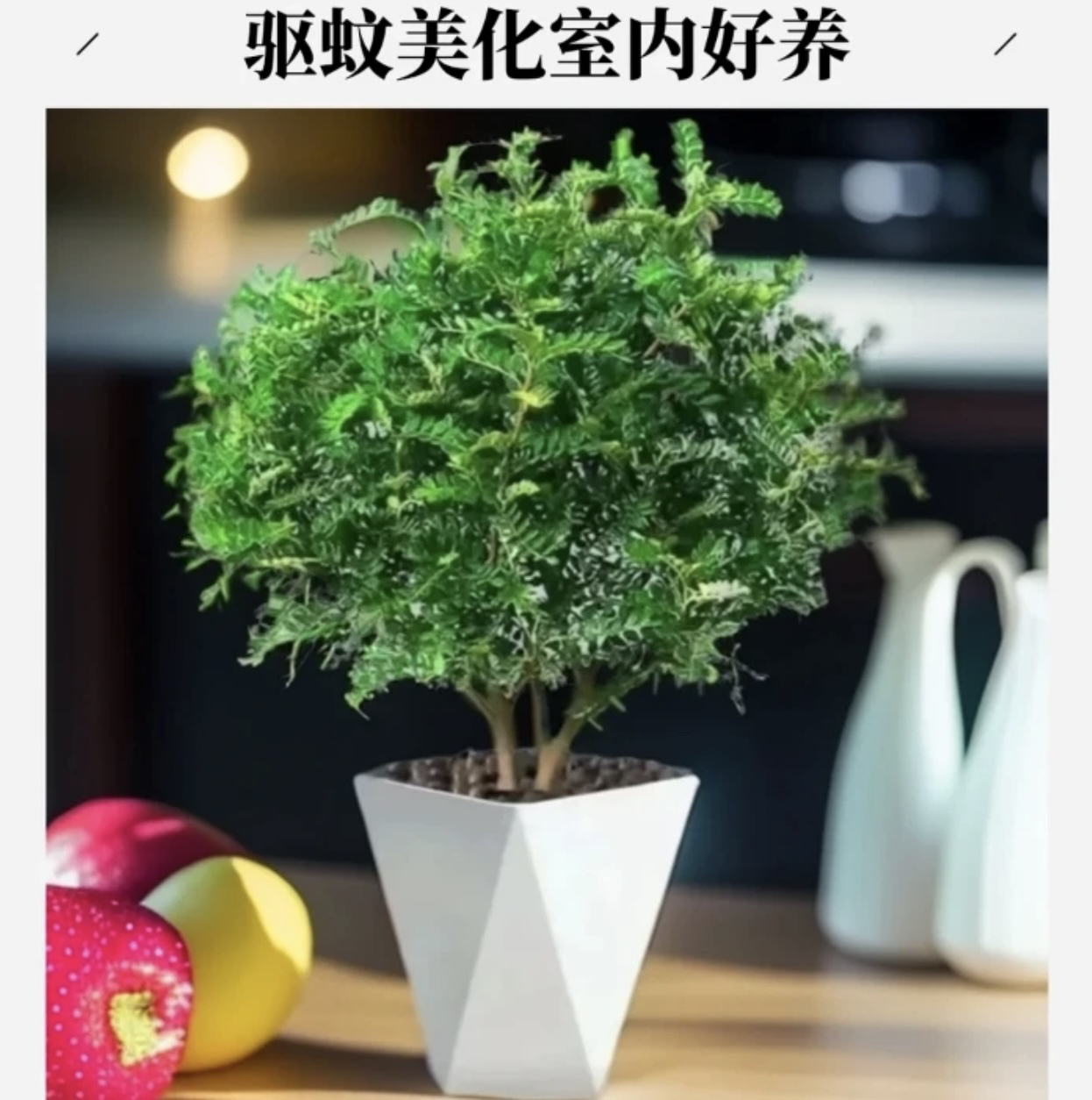 驱蚊提神清香木胡椒木盆栽花卉室内外好养净化空气