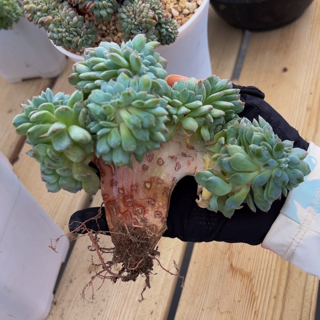 草莓冰沙琥珀缀化