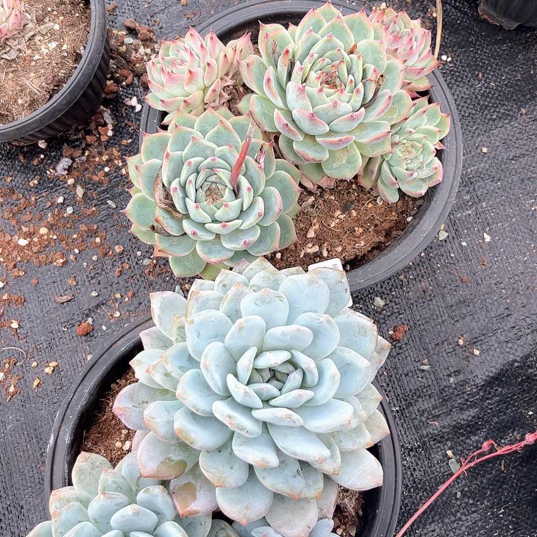 阿雅园艺。      7396