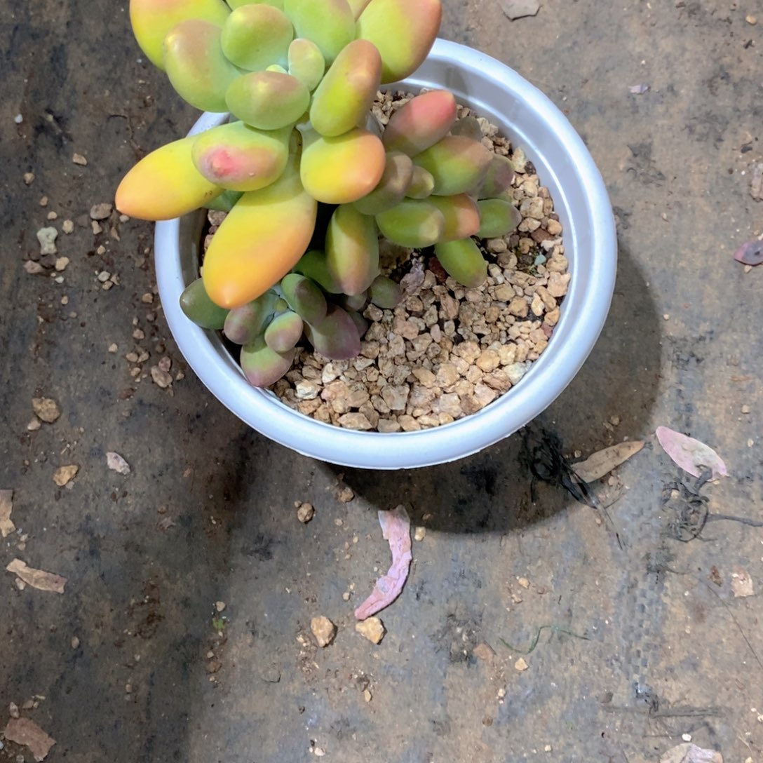 包***头芒果美人多肉植物老桩