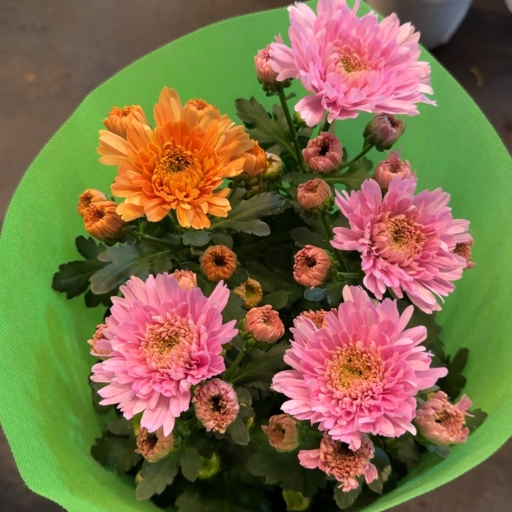 150规格双色卡林巴