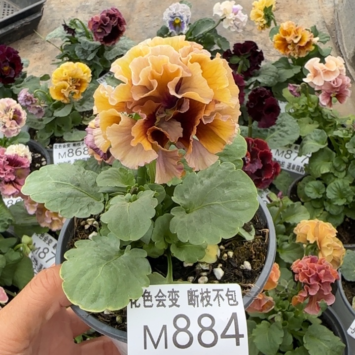 无花朵M884小苗默认苗晃零下5勿拍