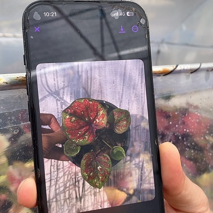 作**盘泰国彩叶91-0127