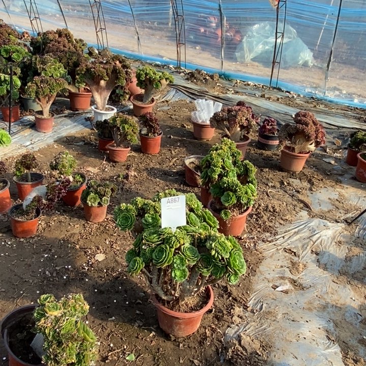 小***西A867绿羊绒绿羊绒