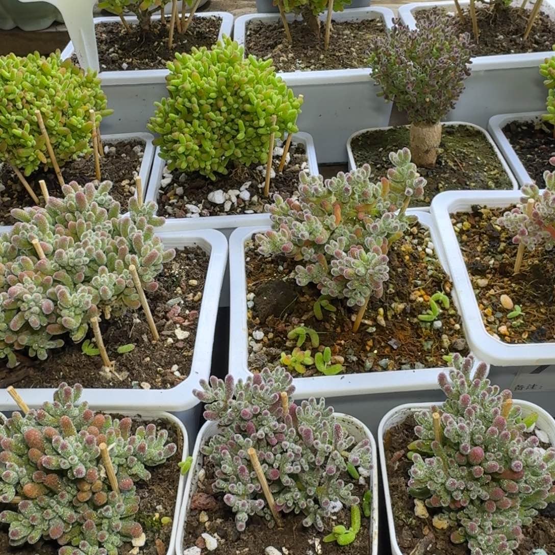 圣诞树枝干枝干枝干