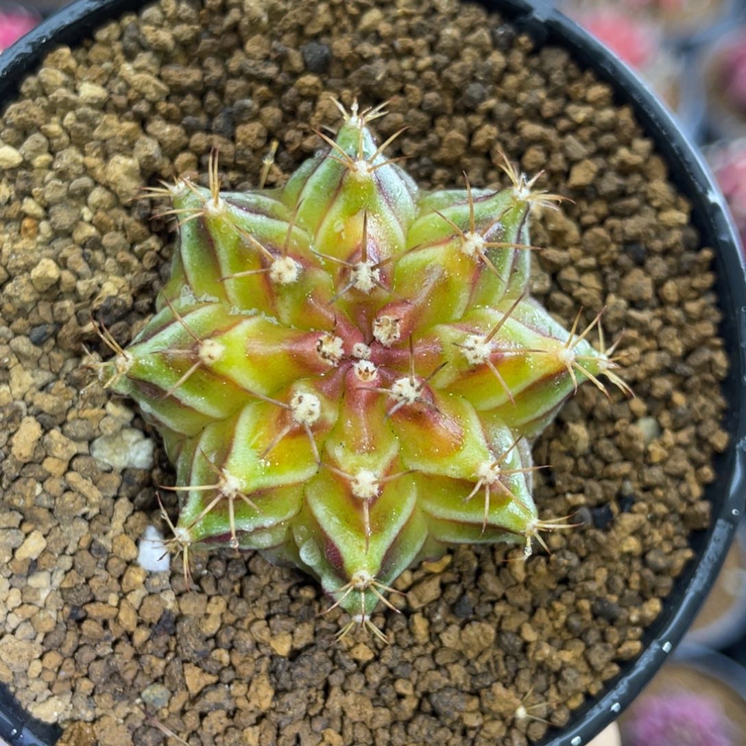 米哈星球000000008