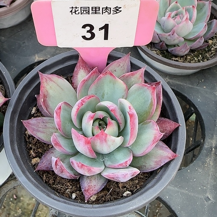 31 惊鸿仙子多肉植物6-9cm