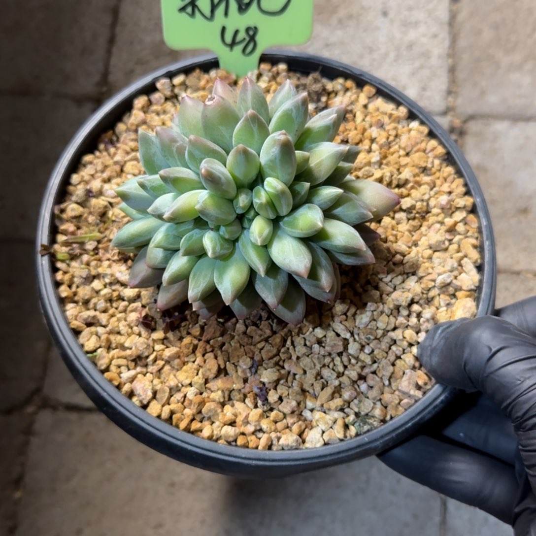 打***死111111111111111111