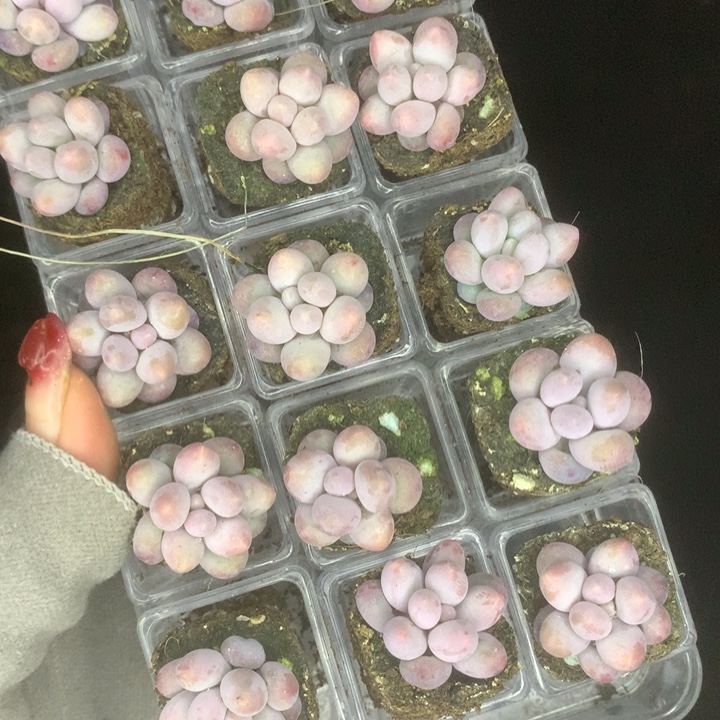 15颗彩虹。加盆  送底托。包邮