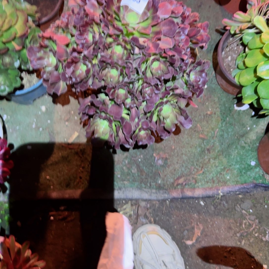 中班法师多肉933