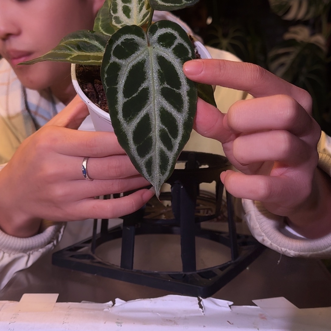 不开花植物W37黑刷子杂黑钻石