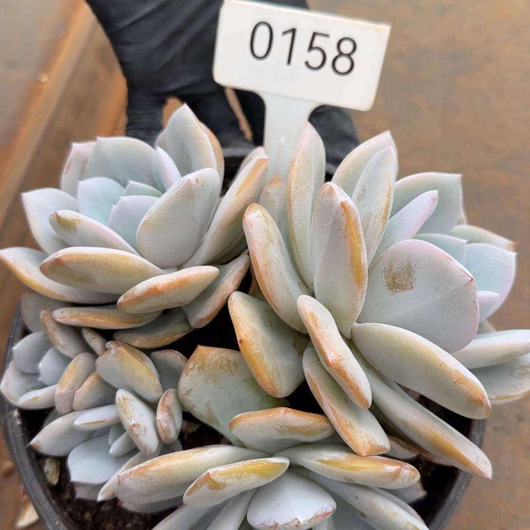 0158。      奶茶四头