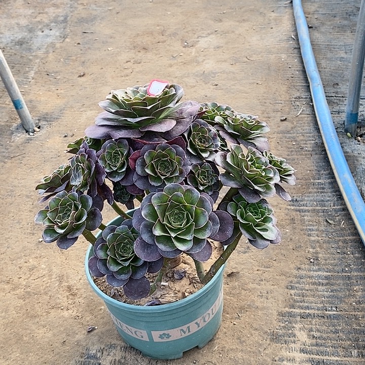 25，魅金玫瑰多肉法师多肉法师