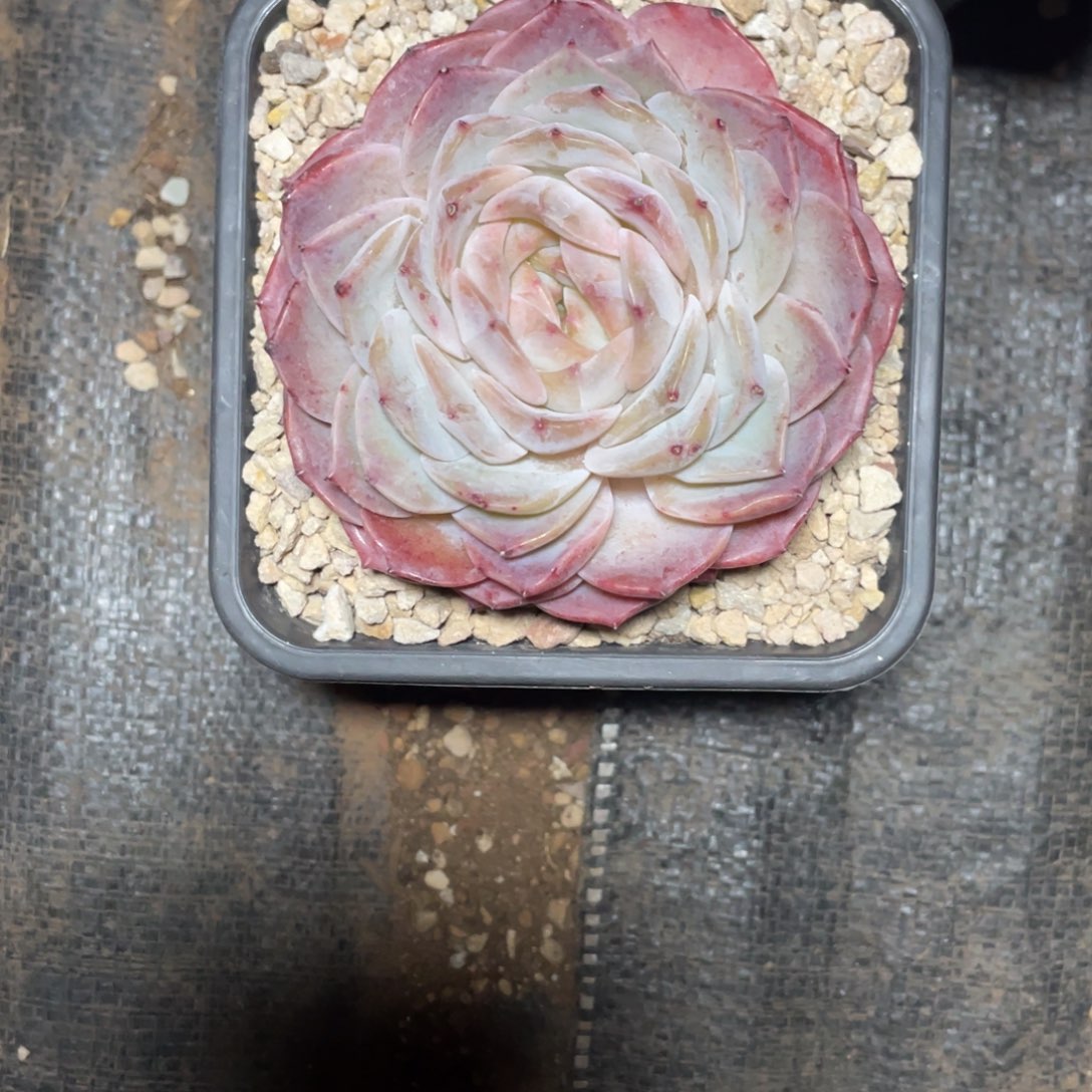 一***秀冰魄大单头宝贝专拍