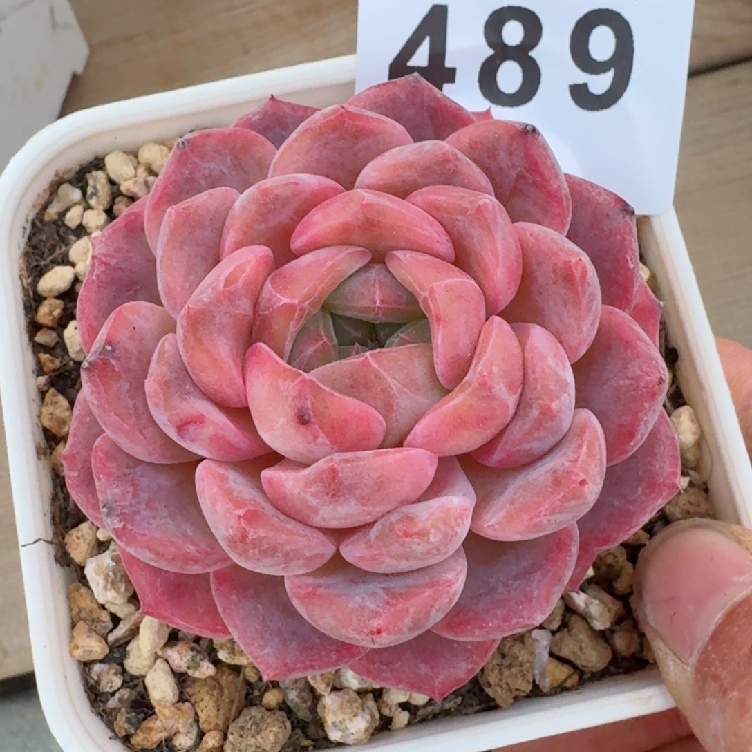 粉魄         多肉植物