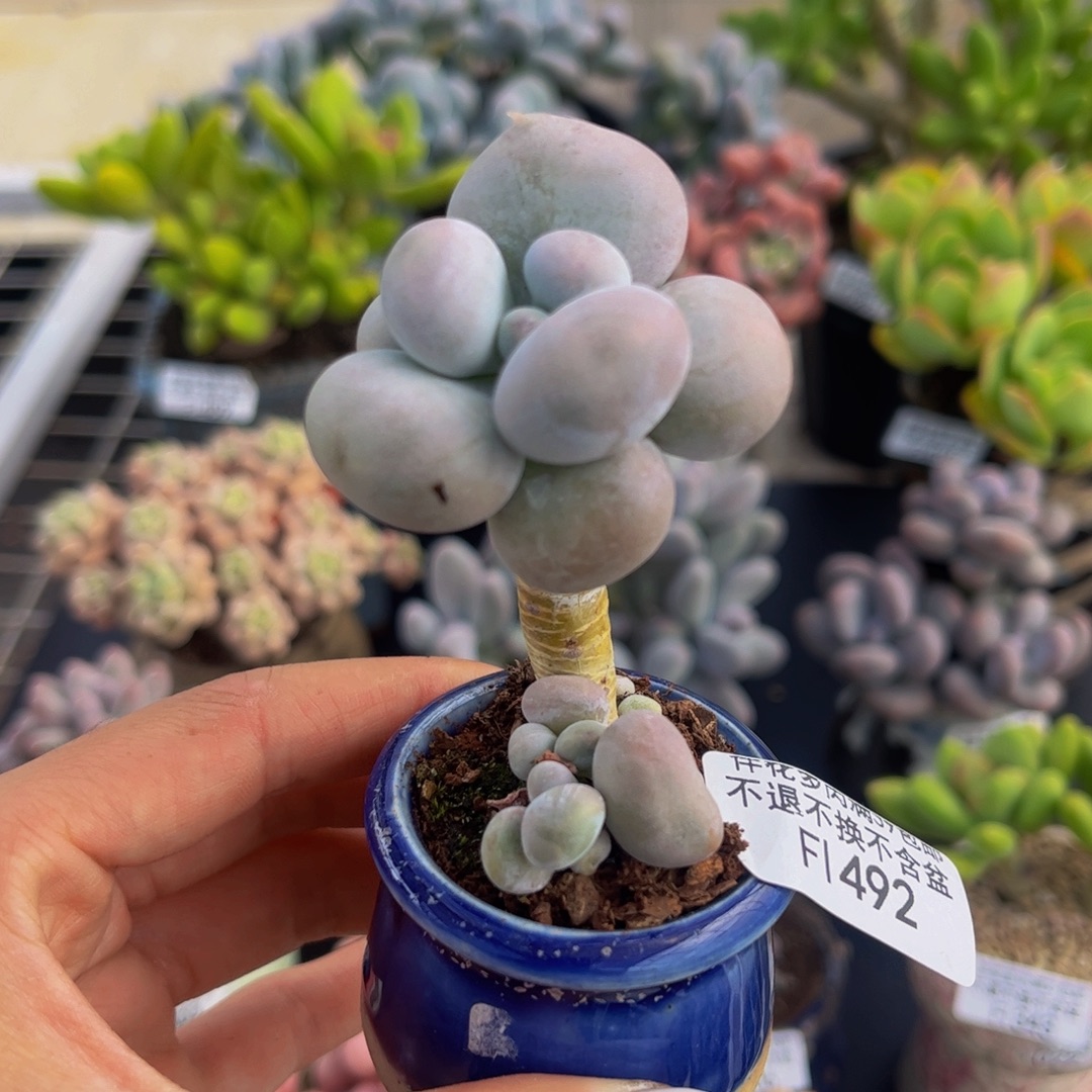 492-芭比奶多肉3cm