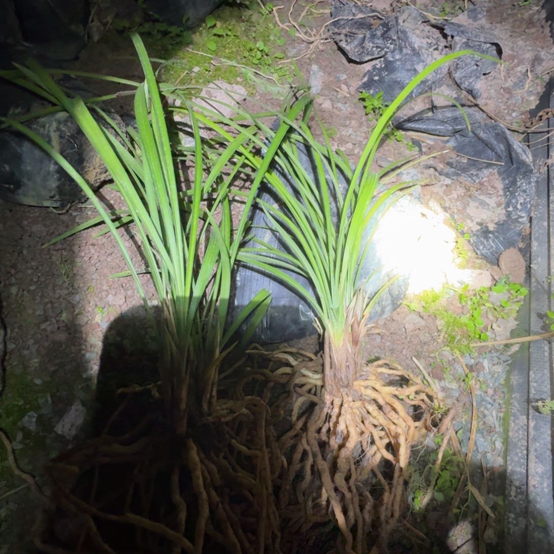 当前无花栽培后可以开花努****斗兰花