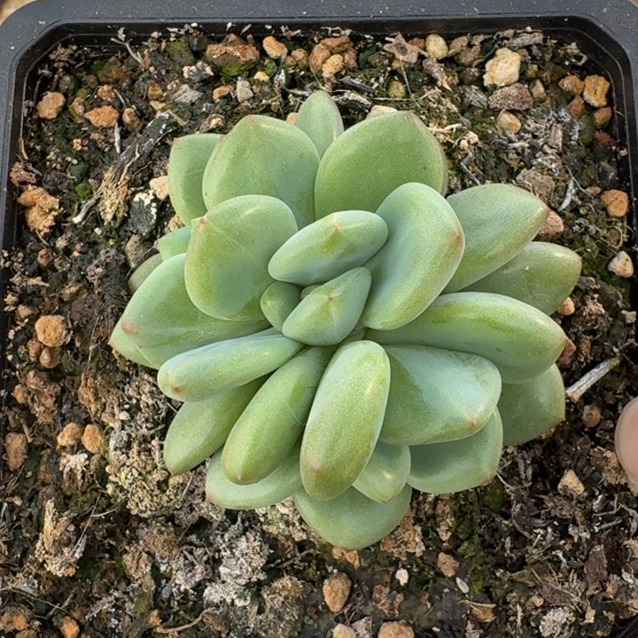 橘落 3头 一物一拍