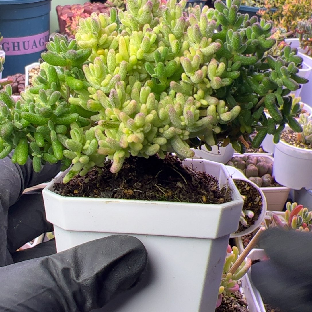 萌***呀多肉植物枝干米粒锦阴阳