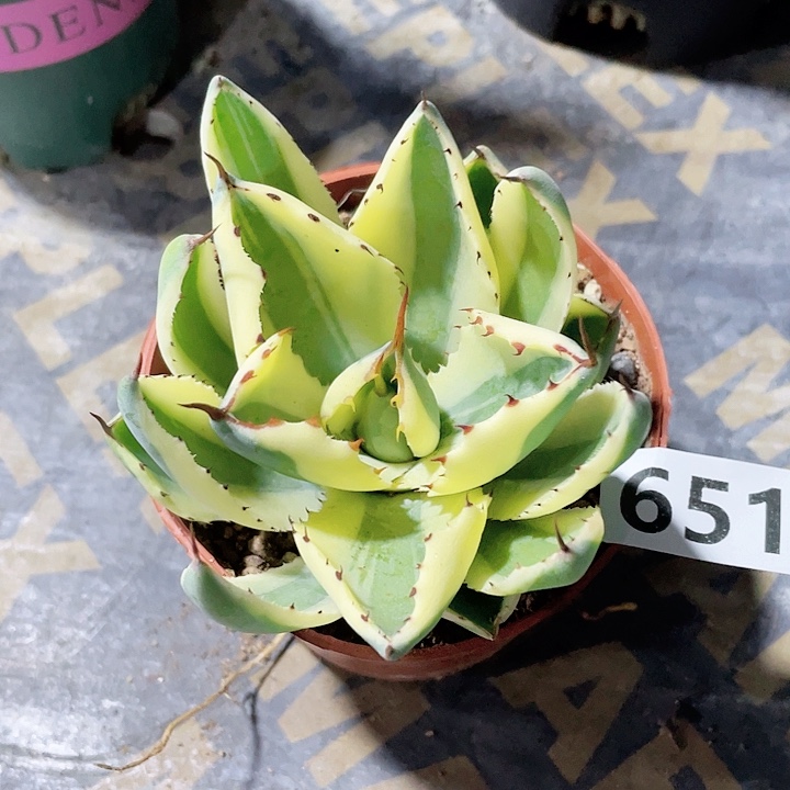 651沙漠之钻龙舌兰