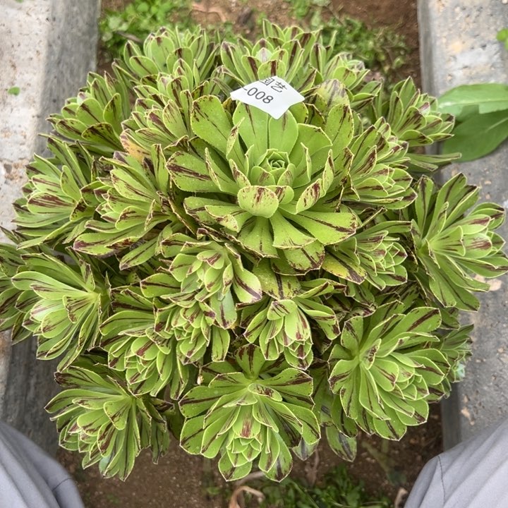 碧火大手捧多肉植物008