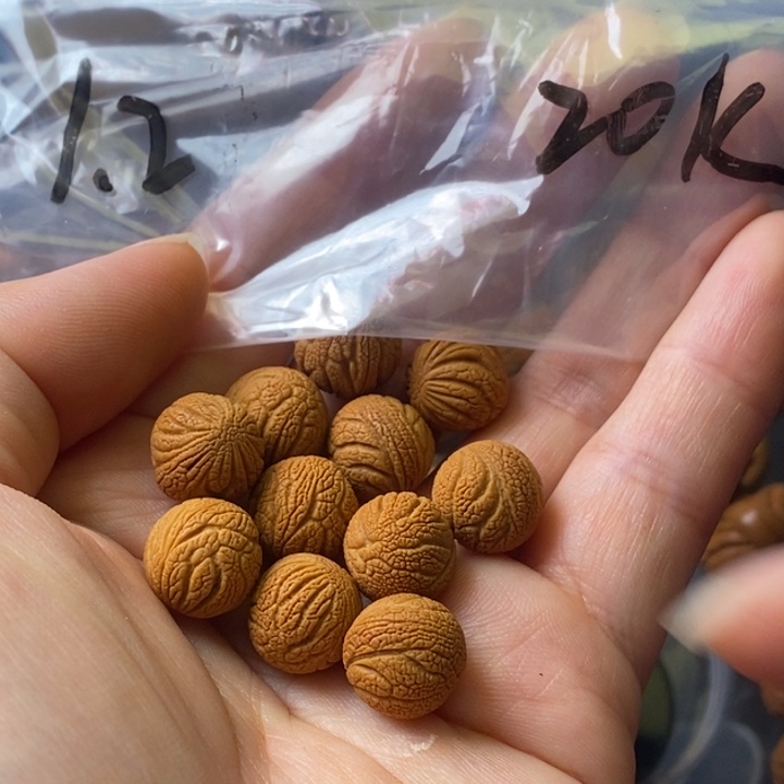 手串文玩核桃秦岭野生龙纹桃核12