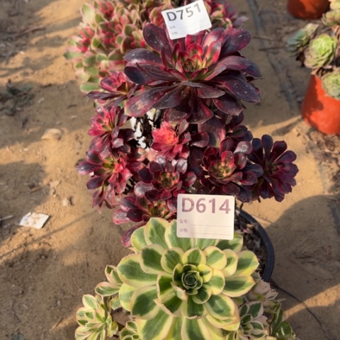 多肉植物香奈儿白兰地