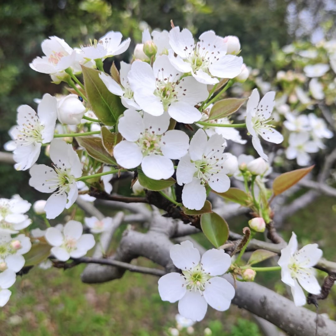 果木岛硕微果树苗木专卖店