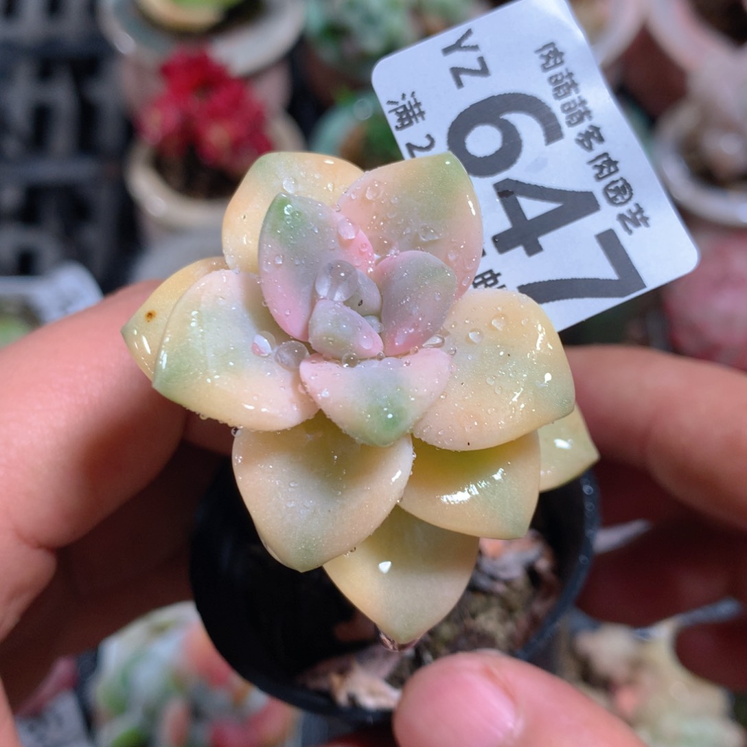 5CM拇指盆精控多肉YZ647