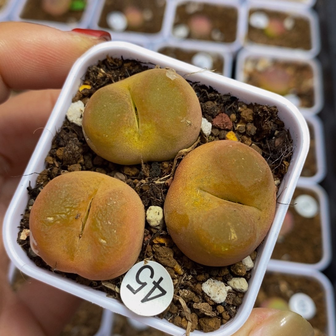 3颗（多肉多肉植物45