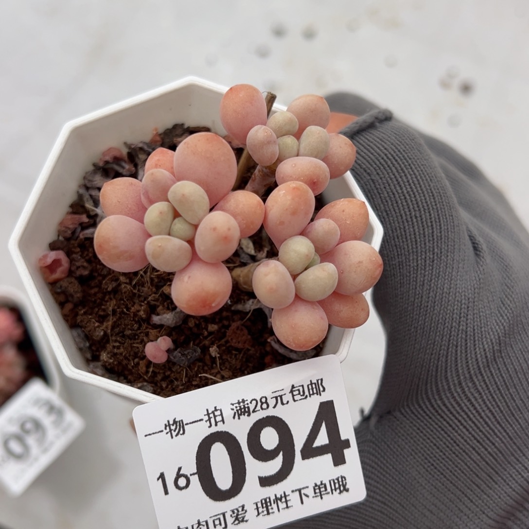 鱼子酱多肉多肉多肉多肉