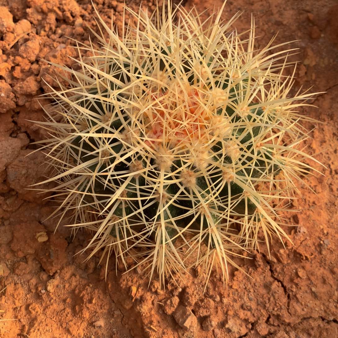 13公分左右红心金虎仙人球