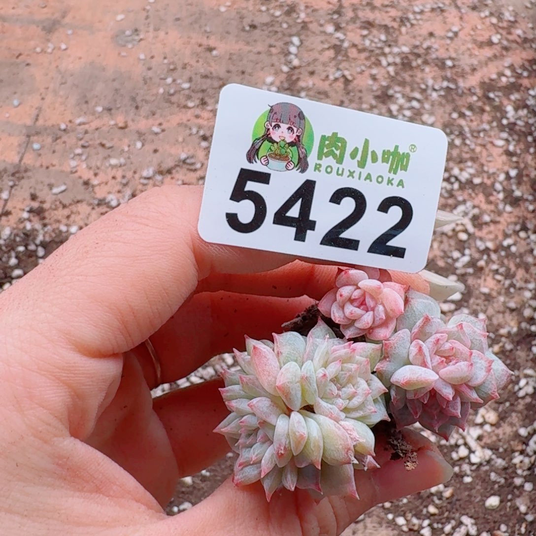 柒***默多肉植物多肉植物