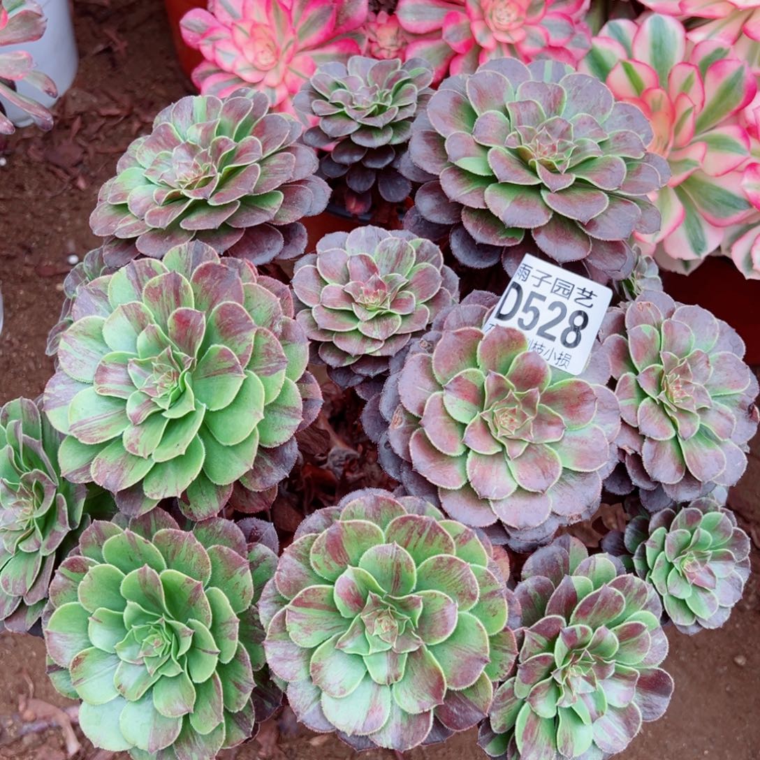 528花夜叶雨子多肉植物
