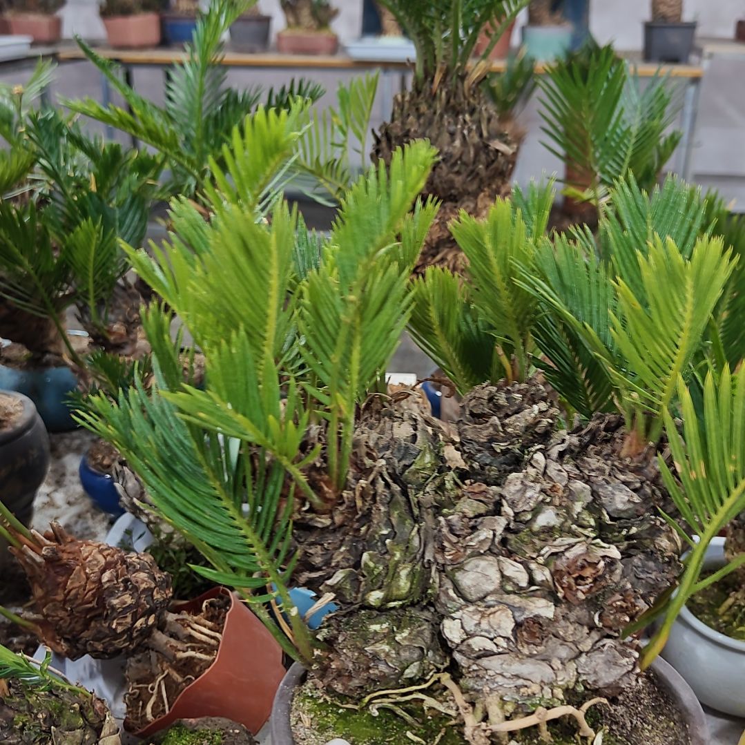 夏***无花朵白鳞铁盆景基地价