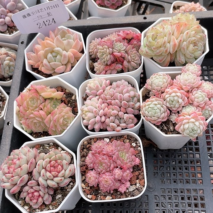 薇薇安园艺多肉2424