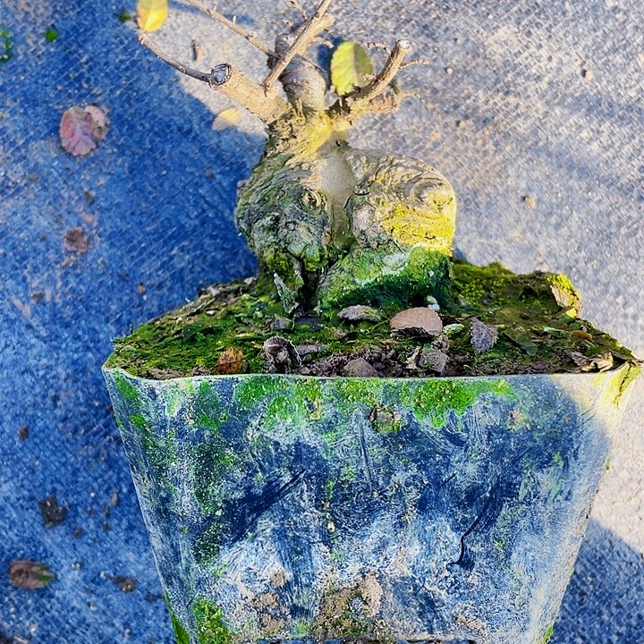 月***了无花朵榆树盆景阳台好养