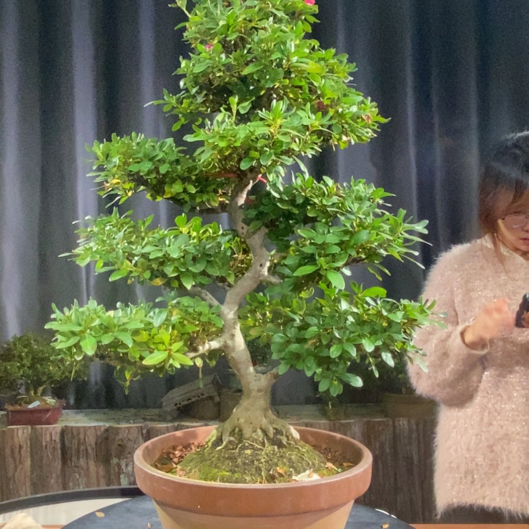 无花朵真如之月。杜鹃 