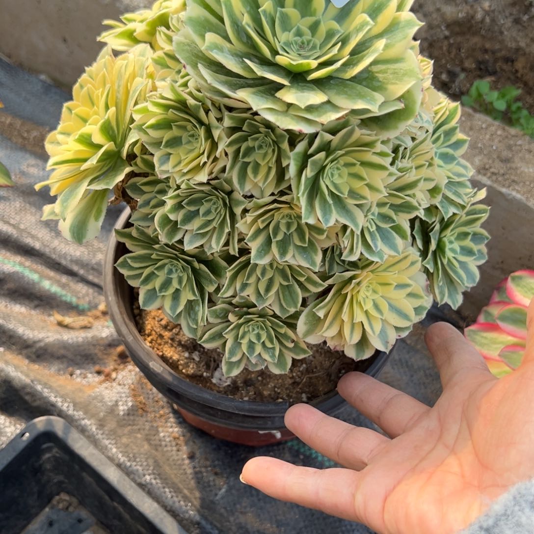 165迈巴赫多肉植物山东发