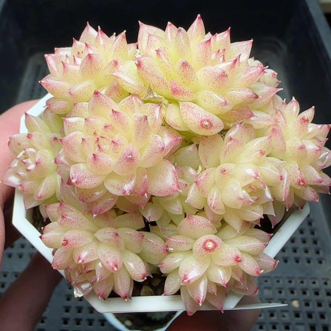 0202-162优选麦秆