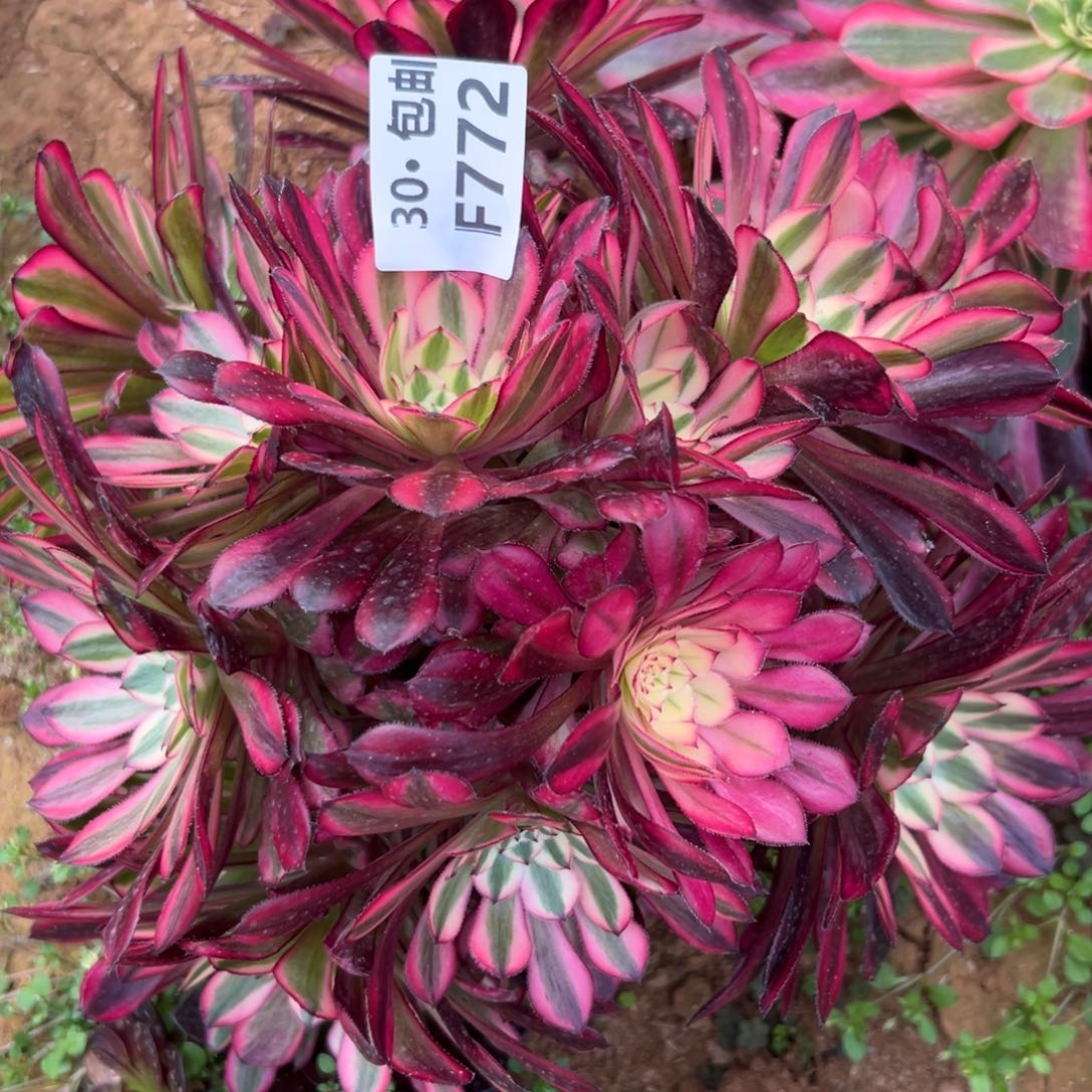 追****忆772红铜白多肉法师