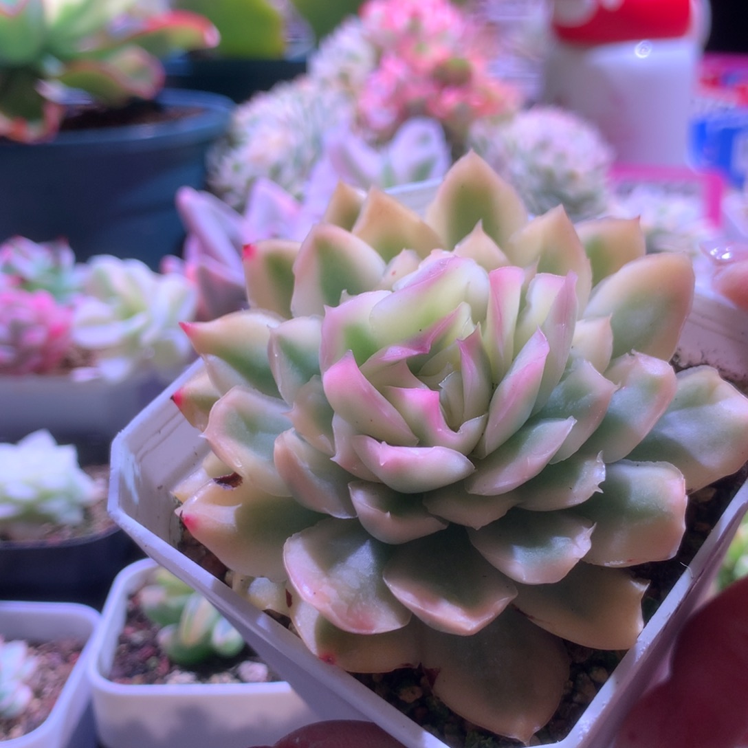 紫蝴蝶变异叶形覆轮锦有根