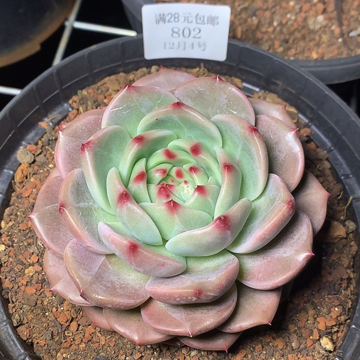 【闪购商品】云802号山茶花11厘米