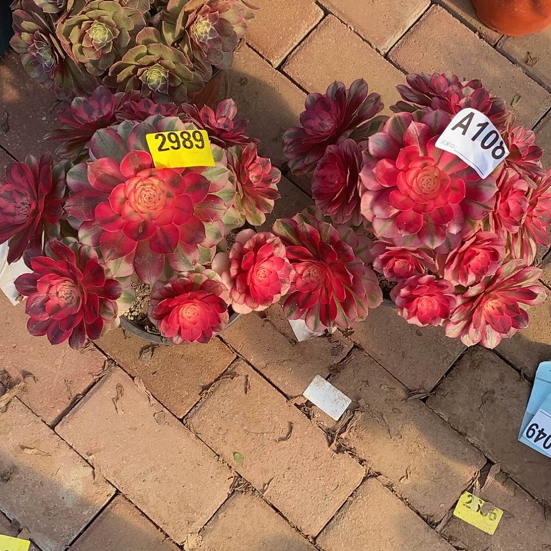 間***单青城两颗多肉法师2989108