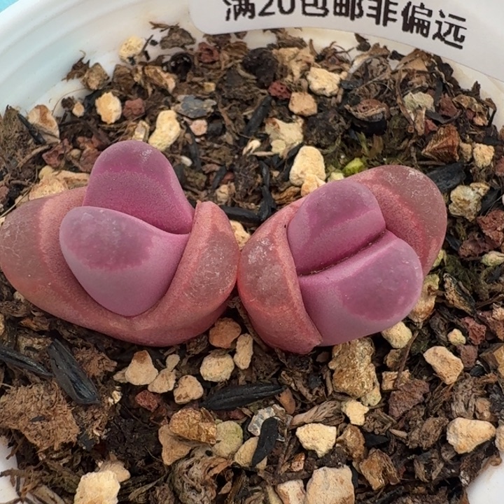 351待人数据中心。