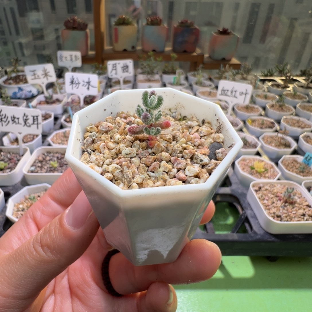 尺寸小，2908实生粉冰晶，拍下不退不换