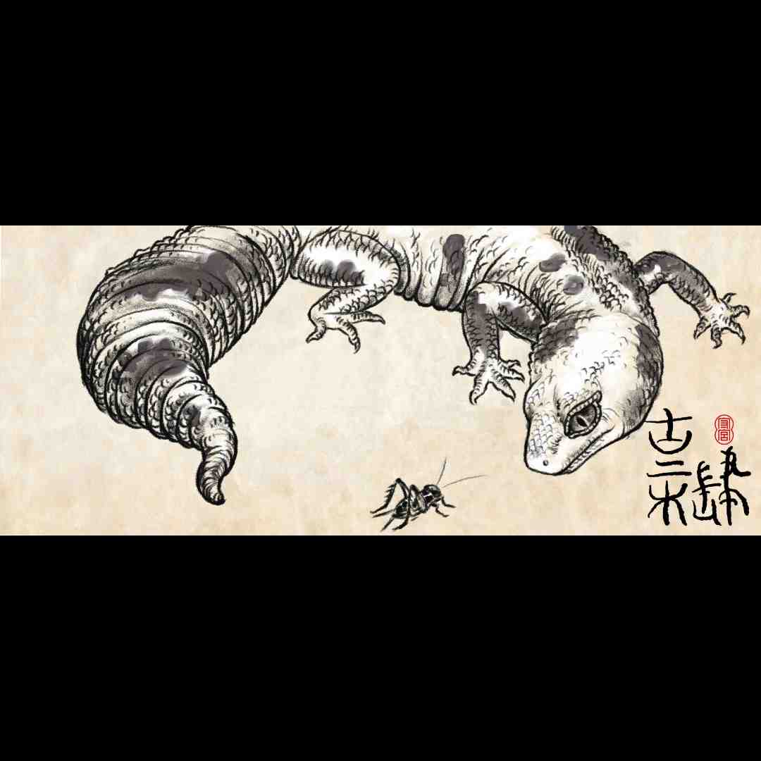 【古二木肆】豹纹守宫活体懒人新手爬宠异宠温顺可爱蜥蜴网红宠物